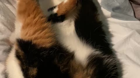Leia isn’t the most elegant cat, but she is a little cutie.