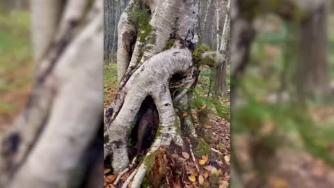Things Humans Were NOT Meant To SEE!