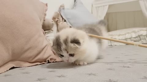 cute kitten videos short leg cat- KimsKennelUS