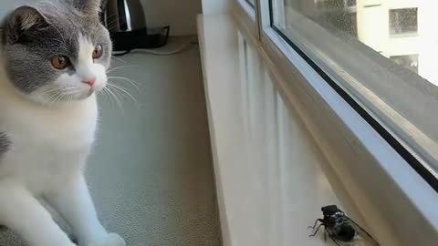 Best funny cat