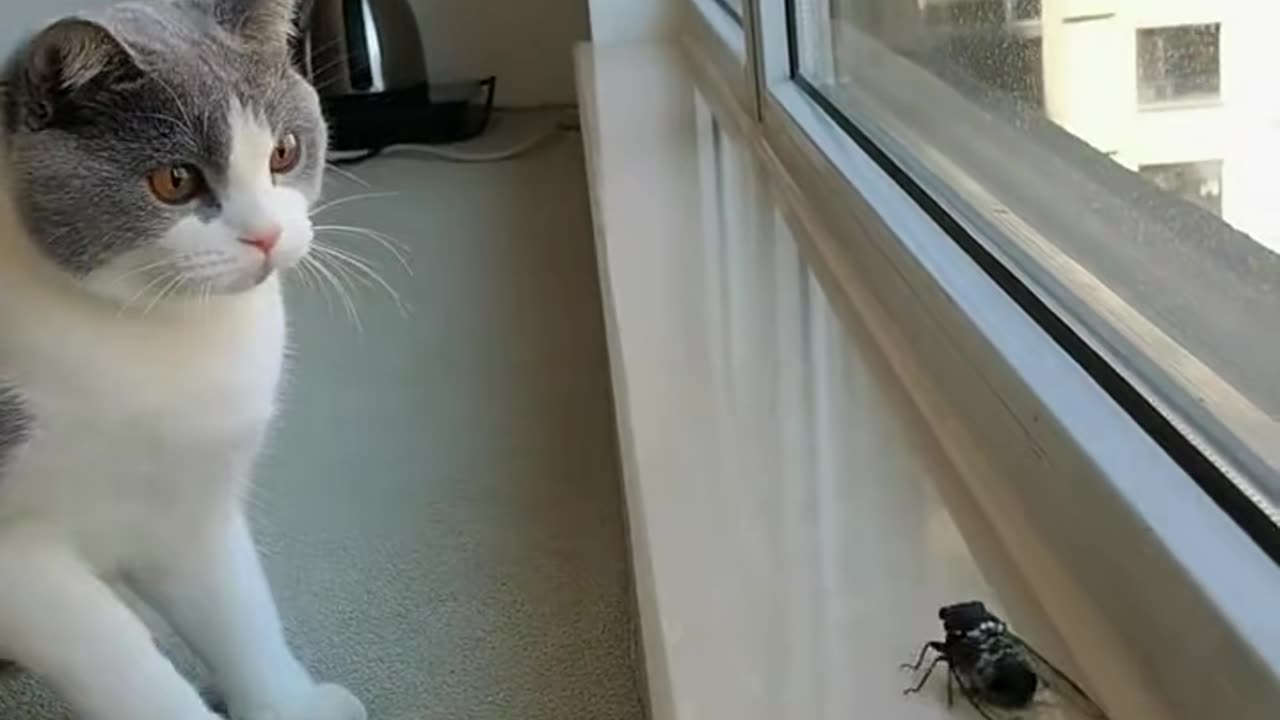 Best funny cat