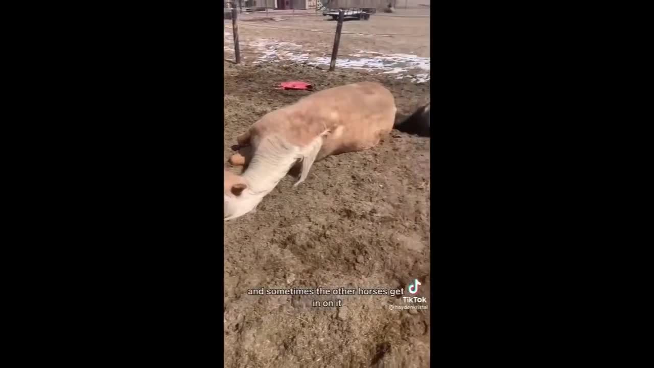 Horse TikToks That Went Viral! #1