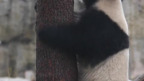 Be sure to hold the last one # panda