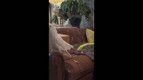 Funny and Cute Parrot Videos That Will Change Your Mood For Good