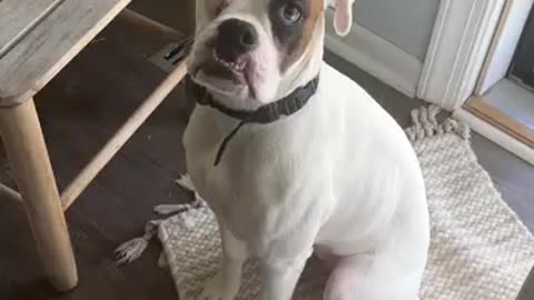 Boxer Puppy Destroys Couch ||