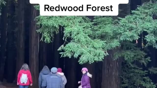 This forest is out of a fairytale