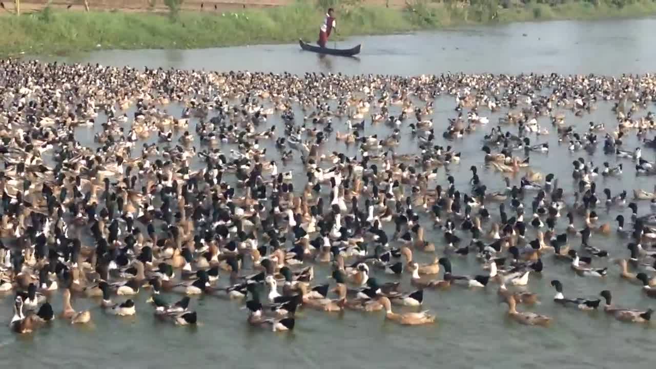 Herding Millions of Ducks