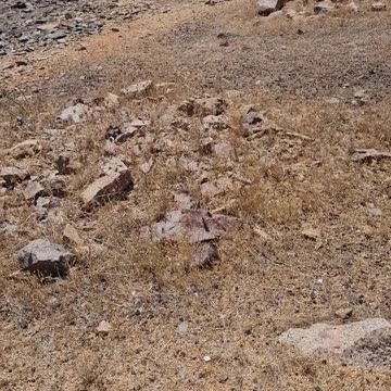 Brooklyn Mine Shaft , Owl Attack