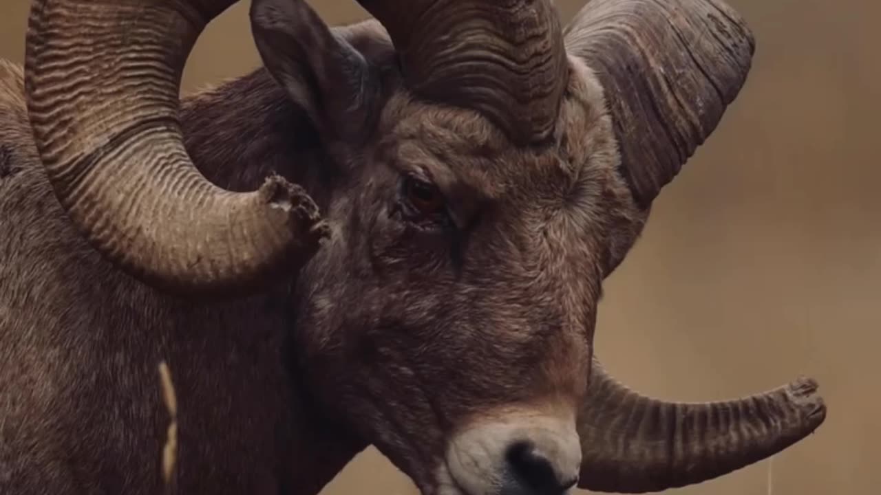 The nature |bighorn sheep|