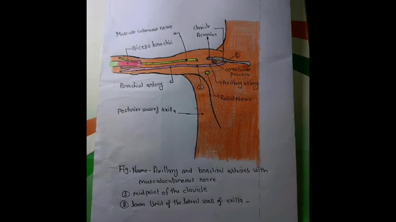 AXILLARY & BRACHIAL ARTERIES WITH MUSCULOCUTANEOUS NERVE