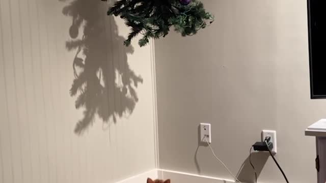 Curious Cat Jumps on Christmas Tree