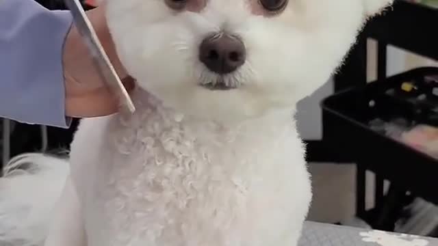 beautiful dog.mp4