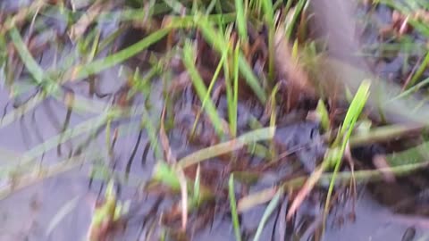 Fishing at rice field