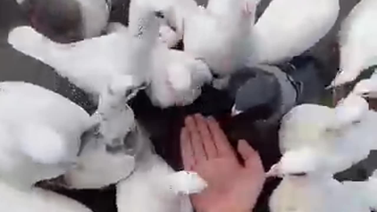 Animals 🐎 All birds Funny video