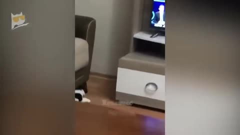 Funny Animal video