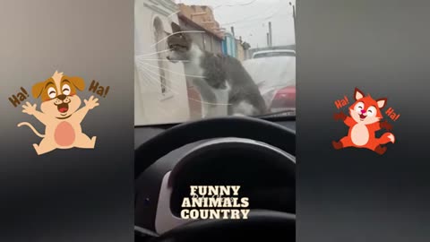 Crazy Funny animals videos