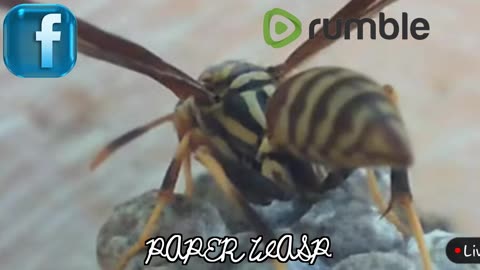 Paper wasp Queen Watch