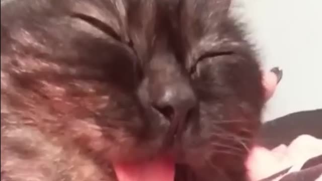 Funniest Cat Videos You have ever Seen