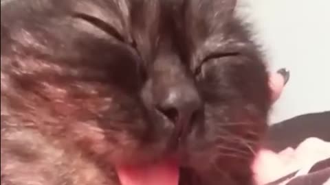 Funniest Cat Videos You have ever Seen