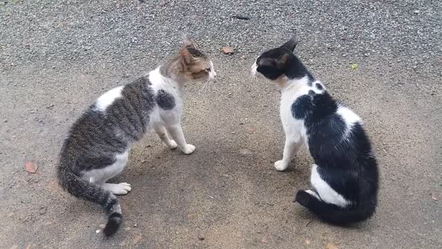fighting cat