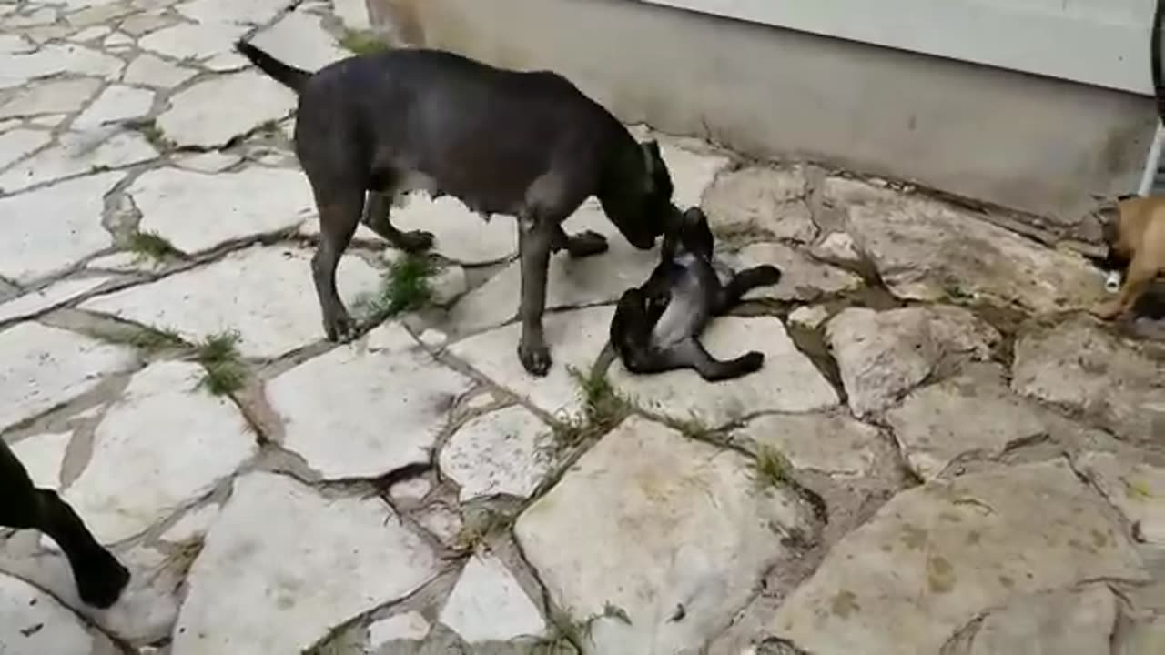 How mother dogs handle disrespectful puppies