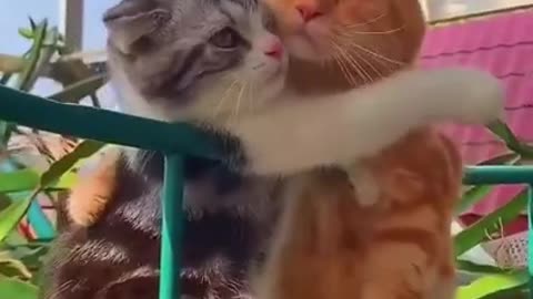 Funny cat videos