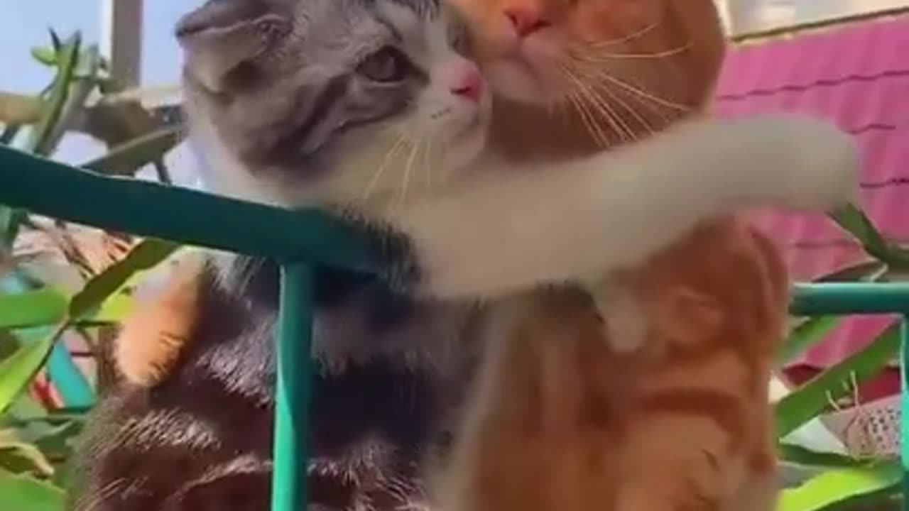 Funny cat videos