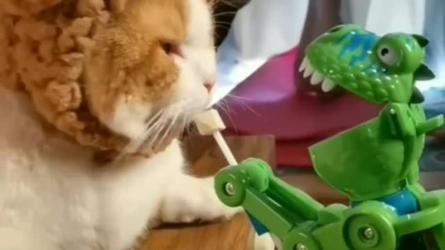 Saving cute cats π₯Ίπππ»π»