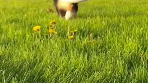 Funny animal video part 2#shorts