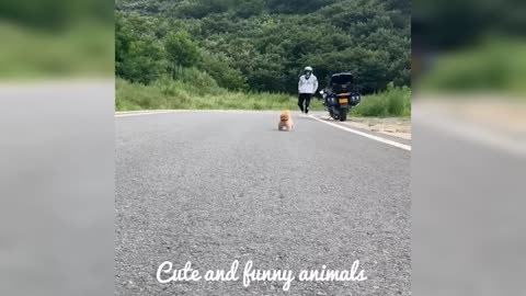 Cute and funny animals