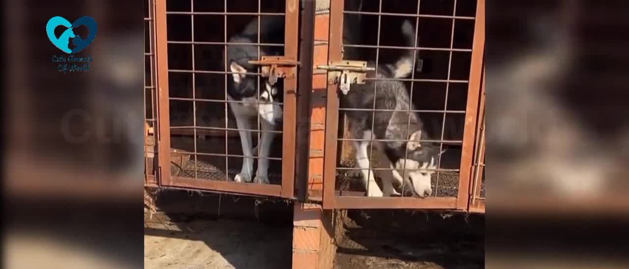 Cute dogs you have to wach