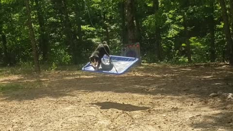 Dog Loves to Swing