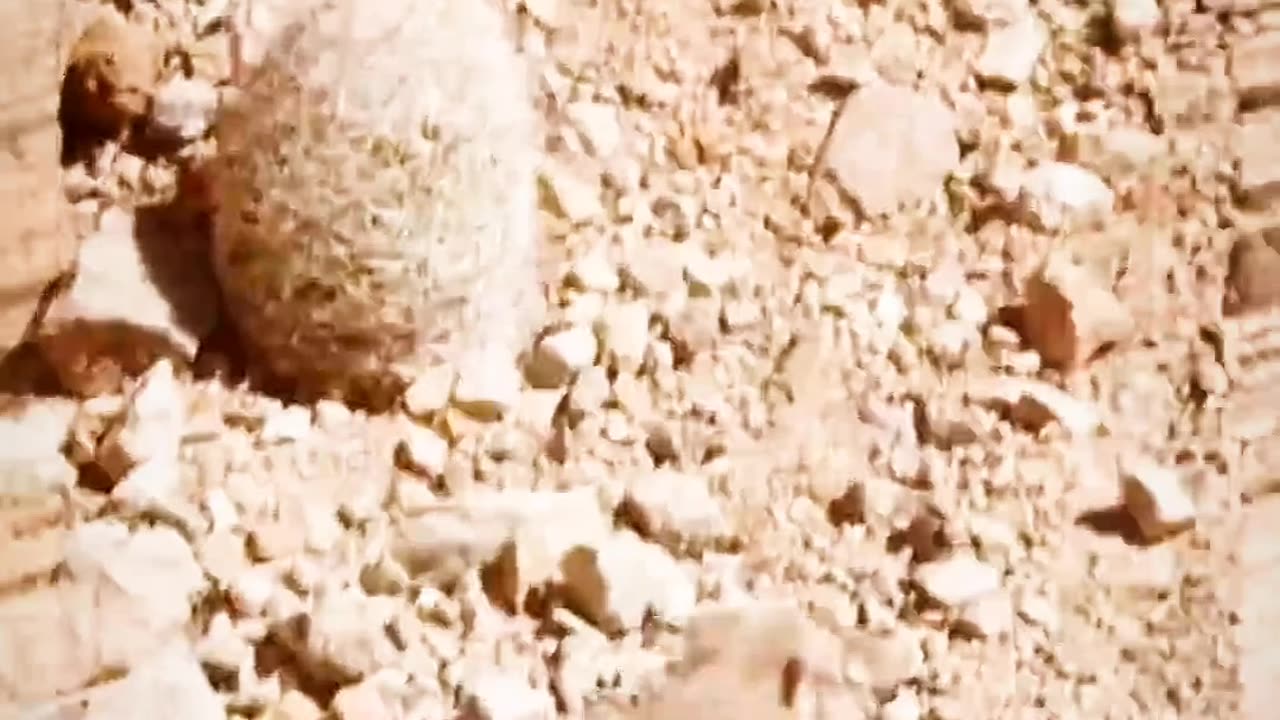 A mouse in a Trouble