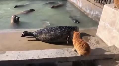 Cat slaps a seal