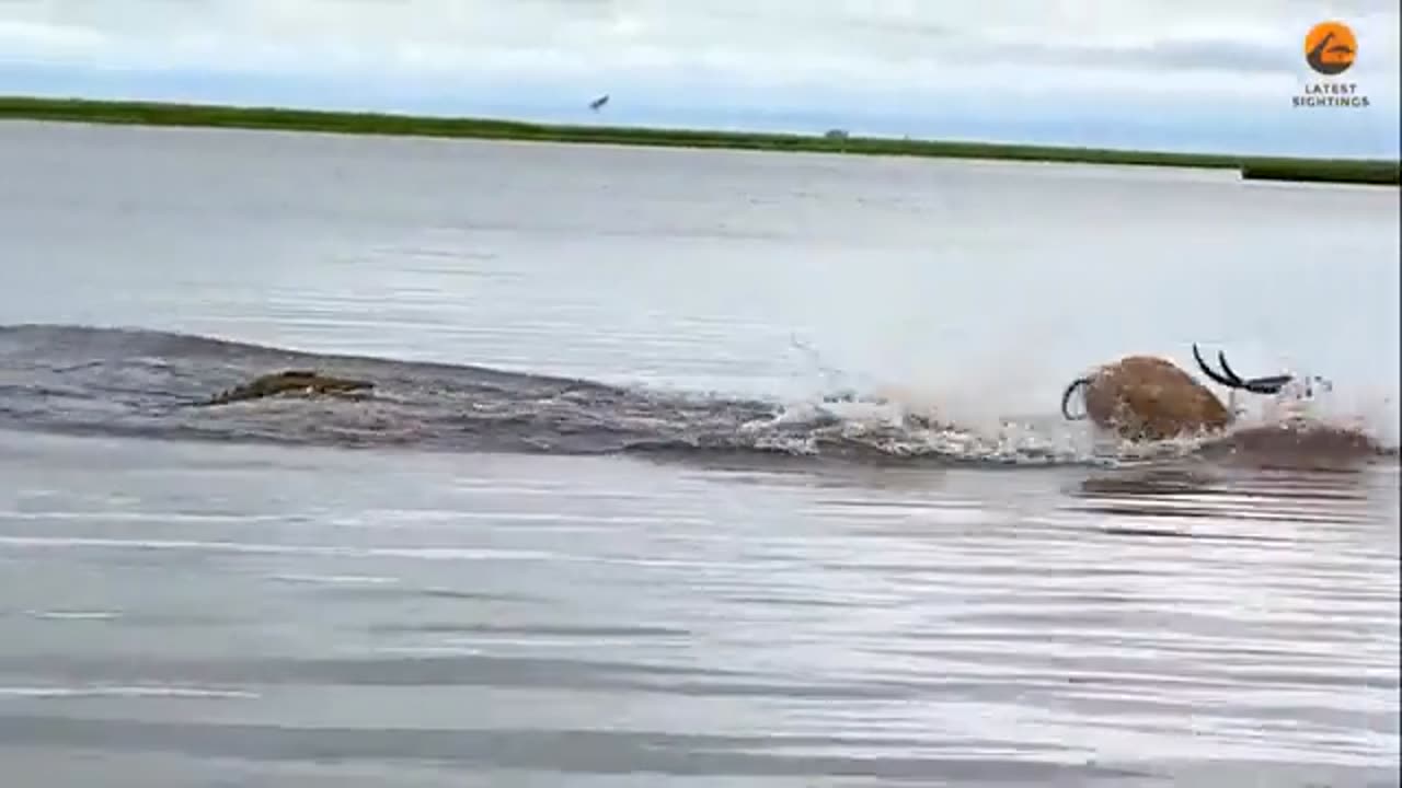 A buck swam across a canal while a crocodile was chasing it.