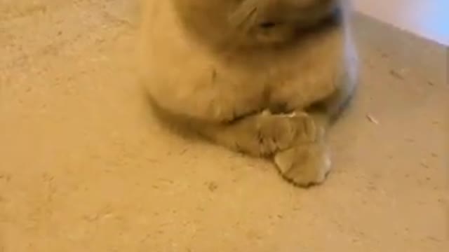 Cute cat 🐈 being cute