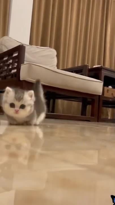 CUTE BABY CAT !