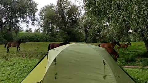 horses in the camp