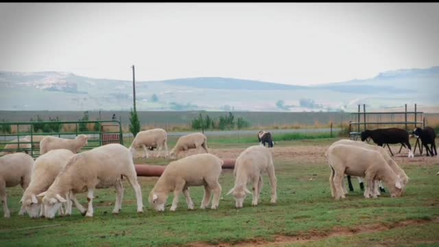 Sheep in nature / grazing sheep