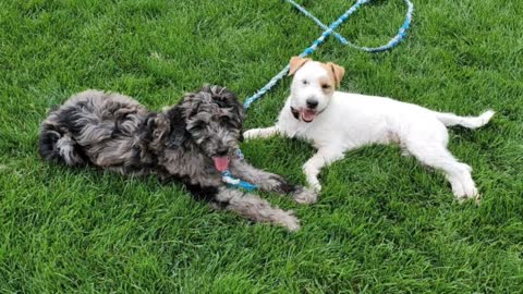 [jack Russell Terrier Ares] met Doodleman pepper