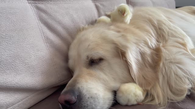 Golden Retriever and Baby Chicks Sleep Together