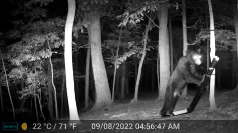 The Woods – 09/08/2022 Bear