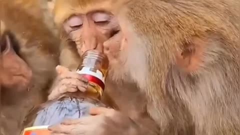 funny animals, monkey, baby monkey, Monkey funny video