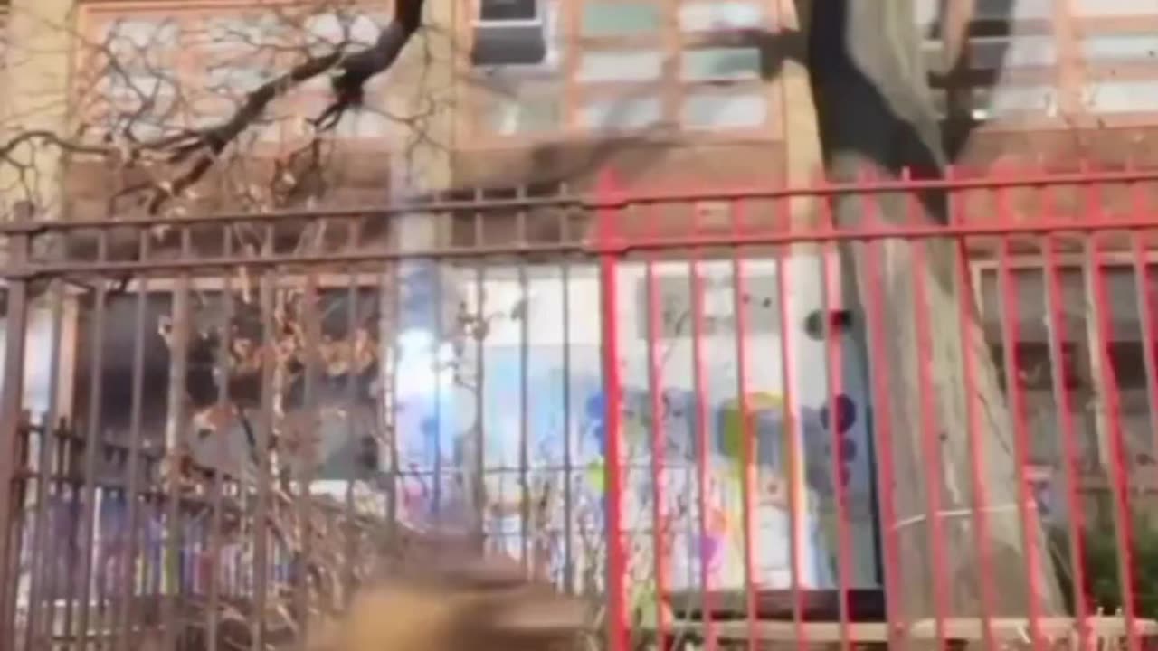 Funny videos you love to see.....