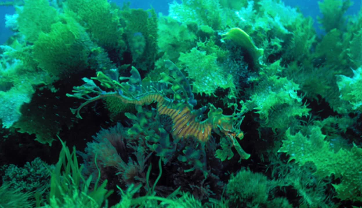 Leafy sea dragon