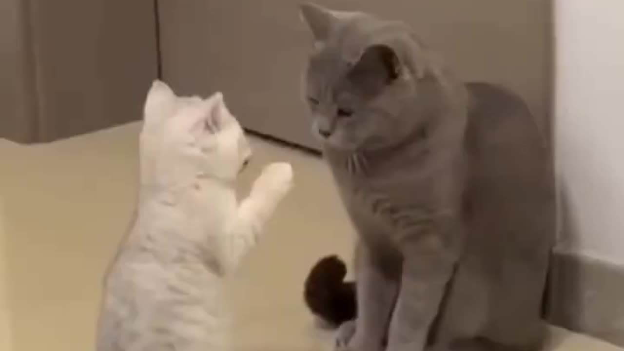 The funniest comedy cat 😂 Best Funny cats