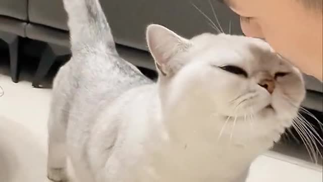 Catspretendtobehumans.