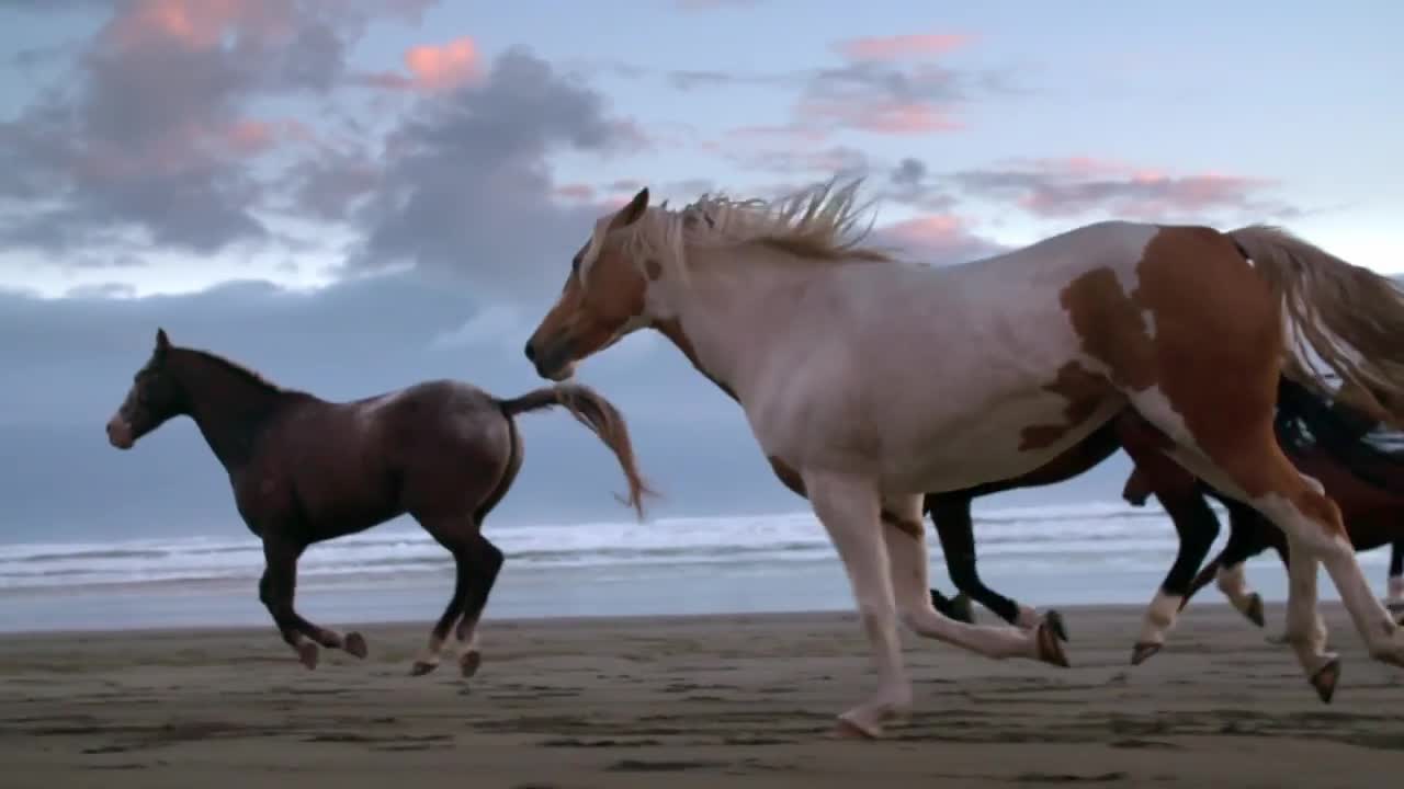 Horses running of liberty at beach