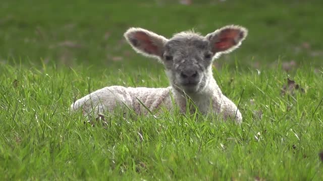 Lumb Cute baby Farm Nature