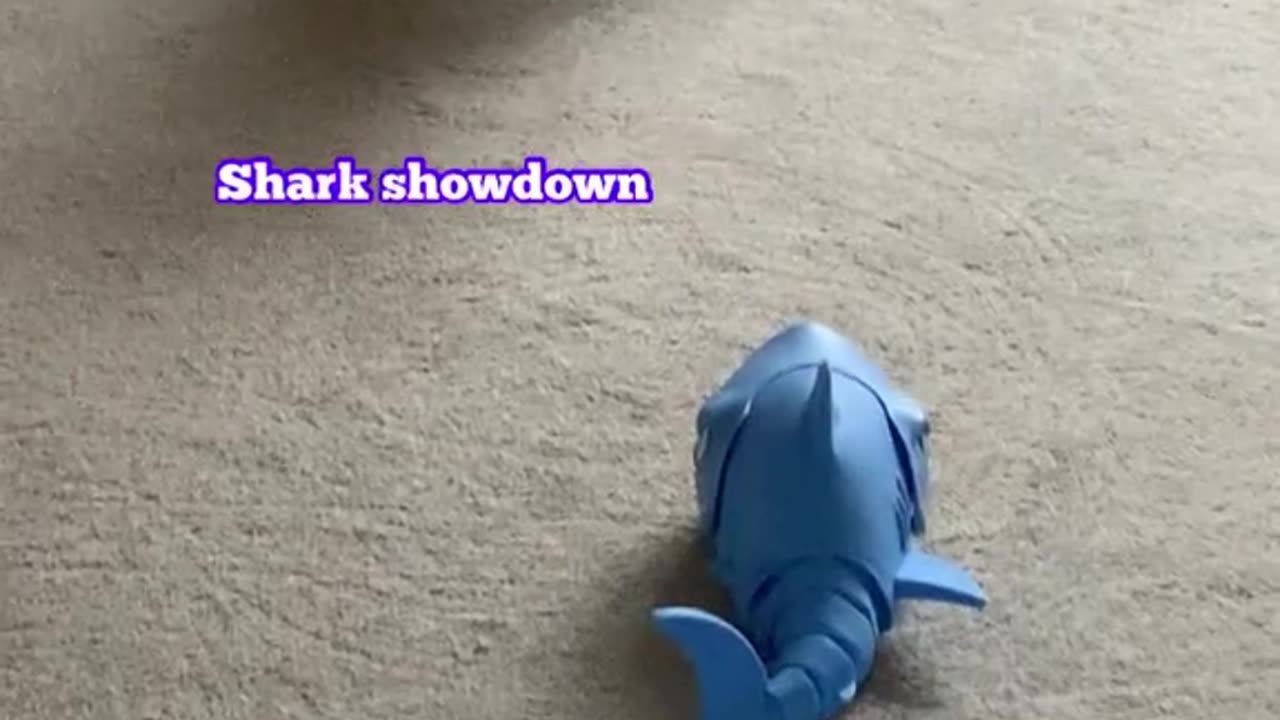 Best Dog Kid Toy you Will ever buy.. 😢🦈